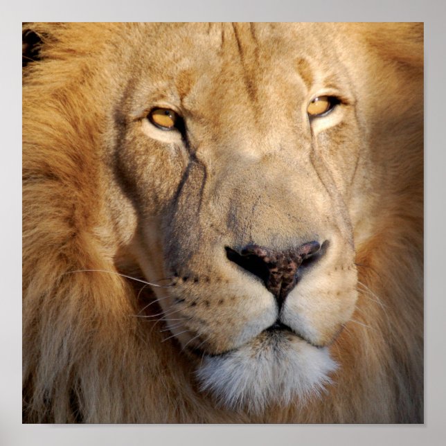 Lion Images Impressão (Frente)