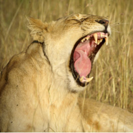 Lion Jigsee Quebra-cabeça