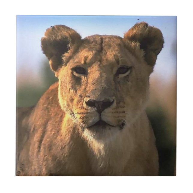 Lion Lovers Female Lioness (Frente)