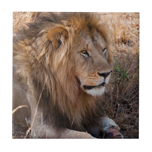 Lion Maasai Mara National Reserve, Quênia (Frente)