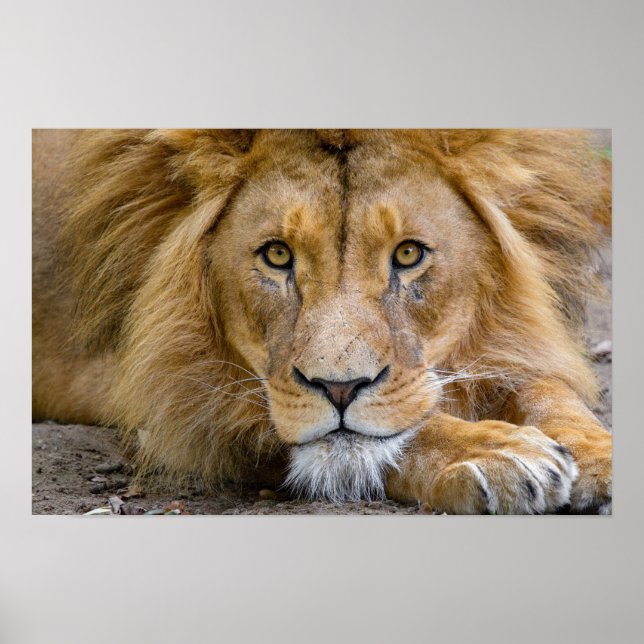 LION POSTER (Frente)