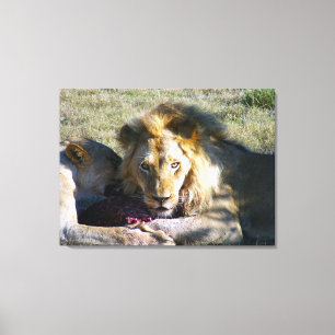 Lion Stare Stretard Canvas