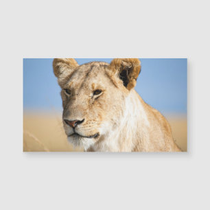 Lionalidade contra céu azul