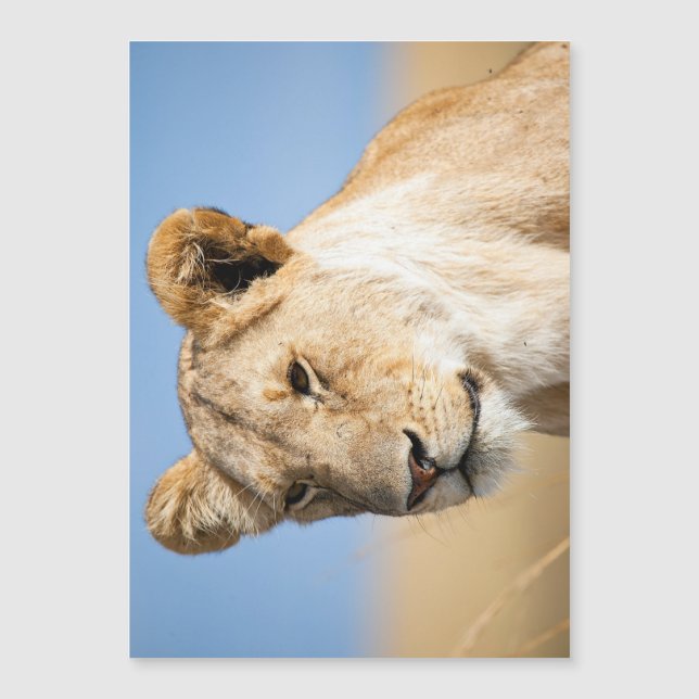 Lioness against blue sky (Frente)