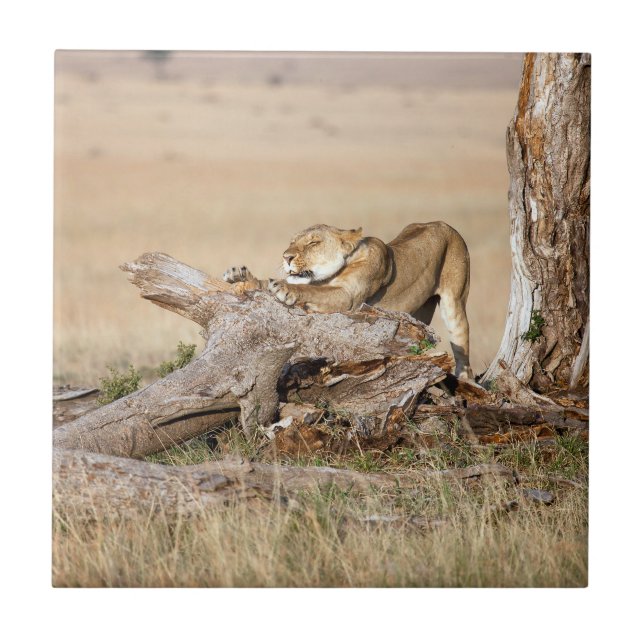 Lioness alongando (Frente)