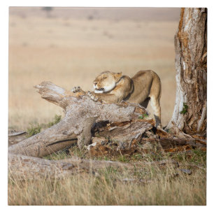 Lioness alongando