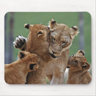 Lioness e Mousepad de 3 Cubs