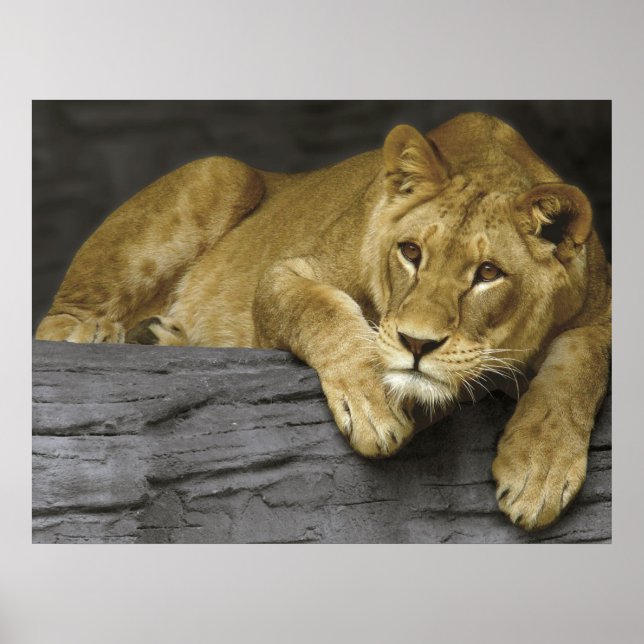 Lioness Poster (Frente)