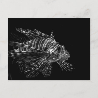 Lionfish - Cartão postal