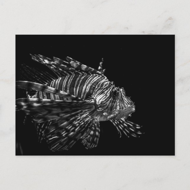 Lionfish - Cartão postal (Frente)