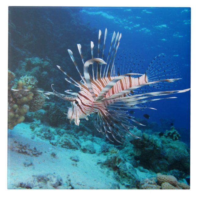 Lionfish ou Pterois Miles, Peixes de Recife do Oce (Frente)