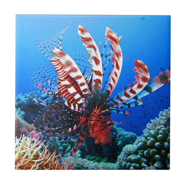 Lionfish tropical bonito (Frente)