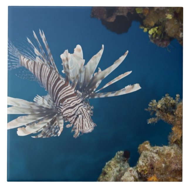 Lionfish (volitans do Pterois) que nada sobre (Frente)