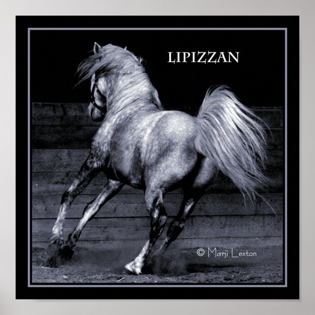 Lippizan Poster (Frente)