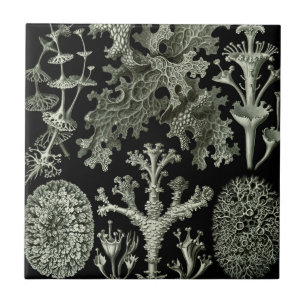 Líquen por Ernst Haeckel, Plantas da Natureza Vint