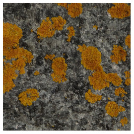 líquene no tecido da foto do granito