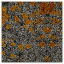 líquene no tecido da foto do granito