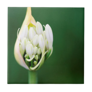 Lírio Africano, Agapanthus Praecox, Cidade do Cabo