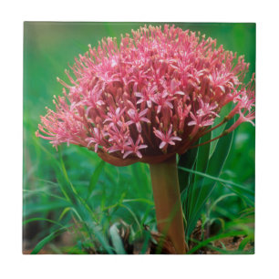 Lírio Africano (Agapanthus Praecox), Mala Mala