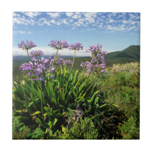 Lírio Africano (Agapanthus praecox), Mossel Bay