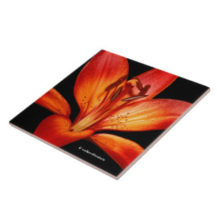 Lírio Asiático Laranja Vermelho Lindo Gran Paradis