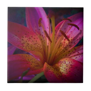 Lírio cor-de-rosa bonito
