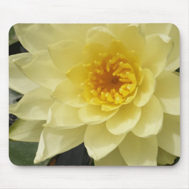 Lírio de água amarela Mousepad (Frente)