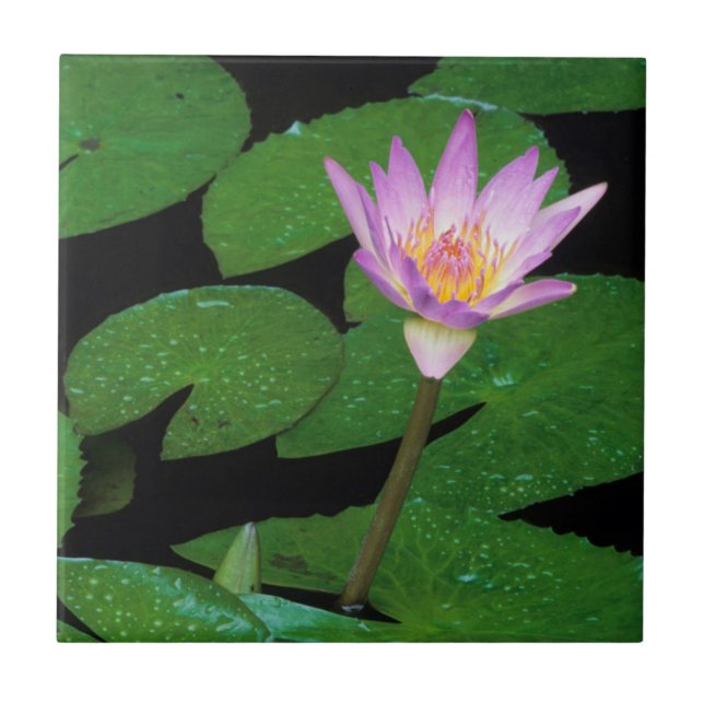 Lírio de Água Azul do Cabo (Nymphaea Capensis) (Frente)