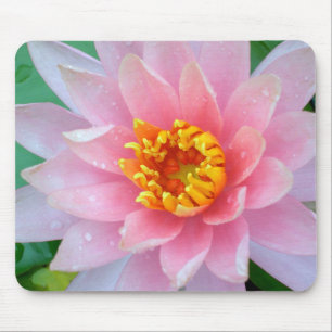 Lírio de água cor-de-rosa Mousepad