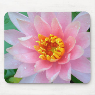 Lírio de água cor-de-rosa Mousepad