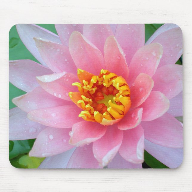 Lírio de água cor-de-rosa Mousepad (Frente)