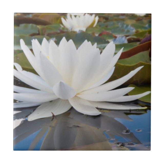 Lírio de Água Fragrante (Nymphaea Odorata) no Cadd (Frente)