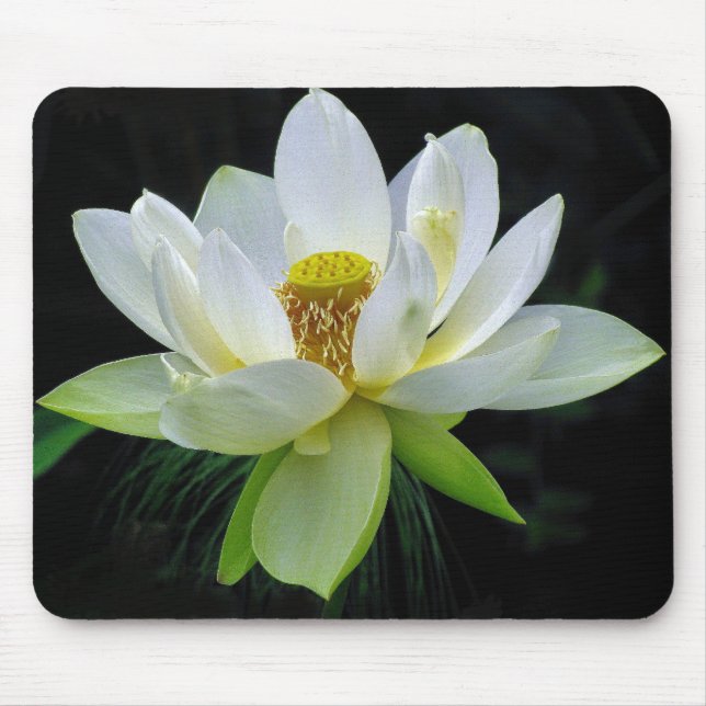 Lírio de água Mousepad (Frente)