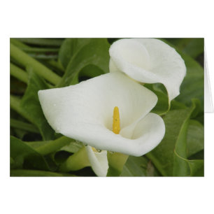Lírio de Calla no cartão da chuva