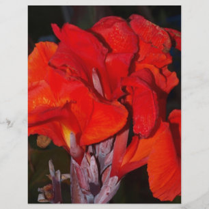 Lírio de Canna vermelho brilhante