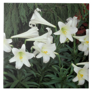 Lírio-de-páscoa (Lilium regale)