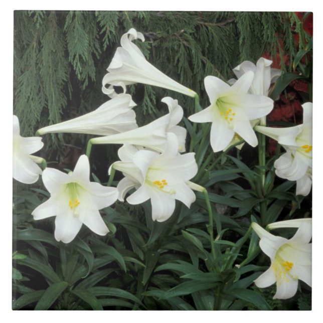 Lírio-de-páscoa (Lilium regale) (Frente)