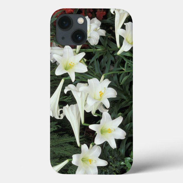 Lírio-de-Páscoa (Lilium regale) (Verso)