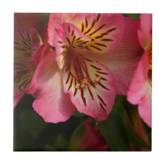 Lírio peruano (aurea do Alstroemeria)