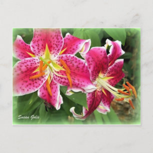 Lírio Stargazer Rosa Oriental / Cartão Postal de J