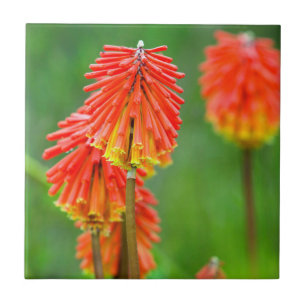 Lírio Tocha (Kniphofia Uvaria), Cabo Ocidental