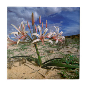 Lírio Vlei (Nerine Laticoma) em Flor