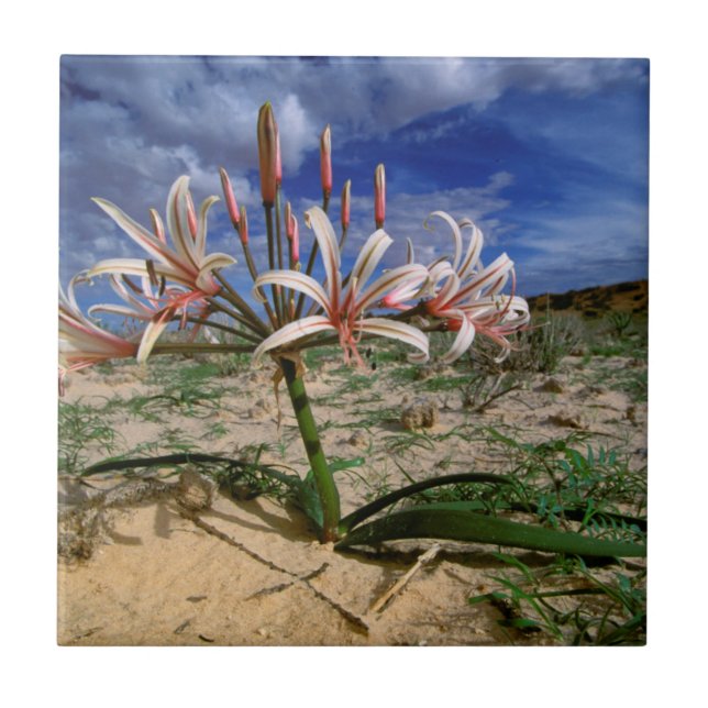 Lírio Vlei (Nerine Laticoma) em Flor (Frente)