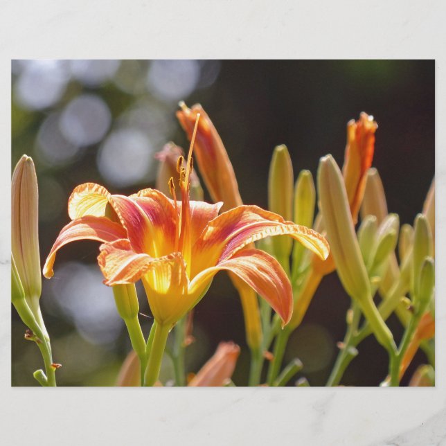 Lírios ao Sol (Frente)