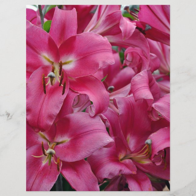 Lírios cor-de-rosa (Frente)