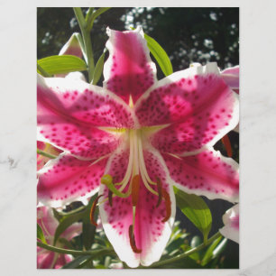 Lírios cor-de-rosa flores tropicais cor-de-rosa fl