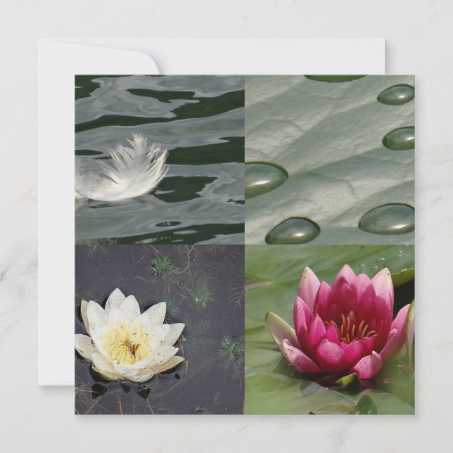 Lírios de água bonito (Frente)