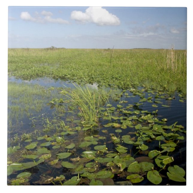 Lírios de água e sawgrass nos everglades da Flórid (Frente)