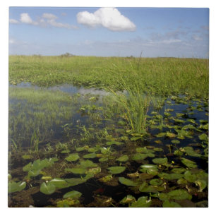 Lírios de água e sawgrass nos everglades da Flórid