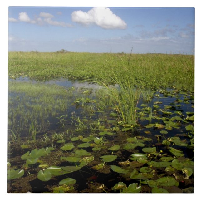 Lírios de água e sawgrass nos everglades da Flórid (Frente)